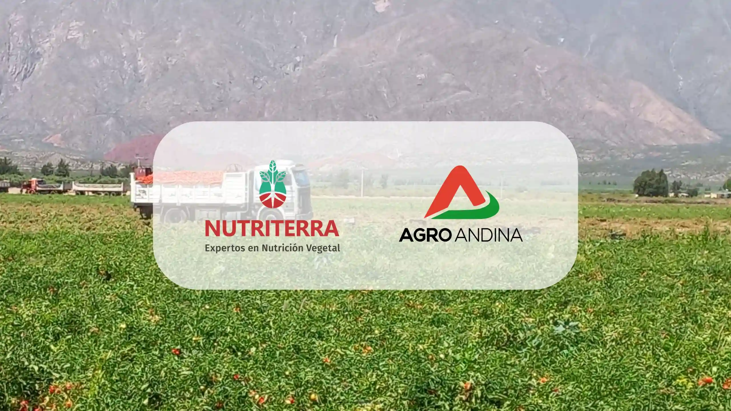 AgroAndina y Nutriterra: Fertilización a Medida para Potenciar la Producción de Tomate en La Rioja