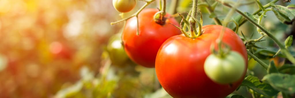 ¿Cuáles son las etapas Fenológicas del Tomate?