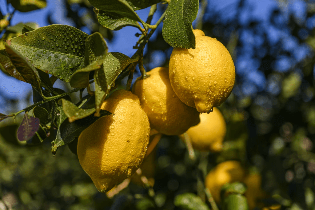 Ensayo de fertirriego con macro y micronutrientes en limón