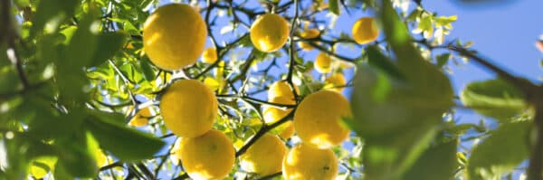 Fenología del Limón: ¿Cuáles son sus etapas?