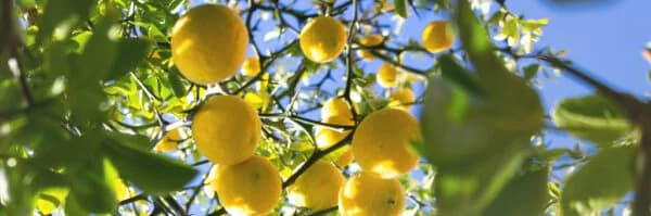 Fenología del Limón: ¿Cuáles son sus etapas?
