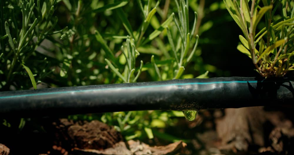 Hablemos de fertilizantes, ¿Por qué es necesaria su utilización?