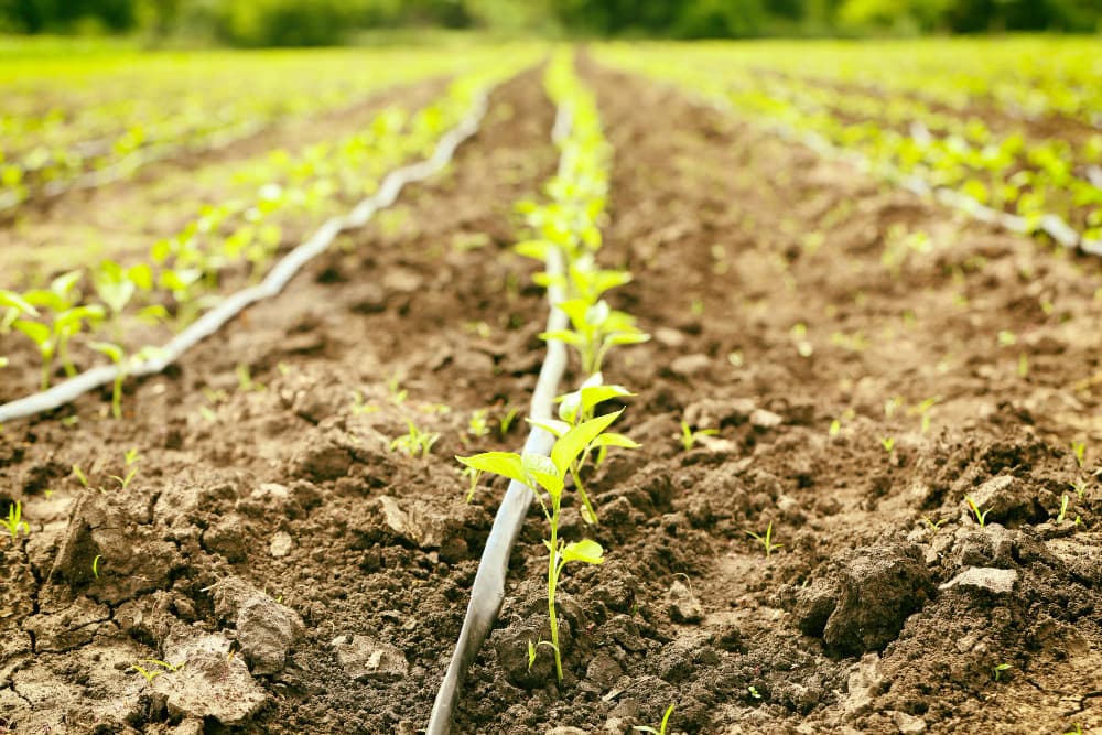 La Revolución de la Fertirrigación en la Agricultura