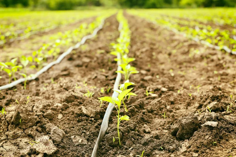 La Revolución de la Fertirrigación en la Agricultura