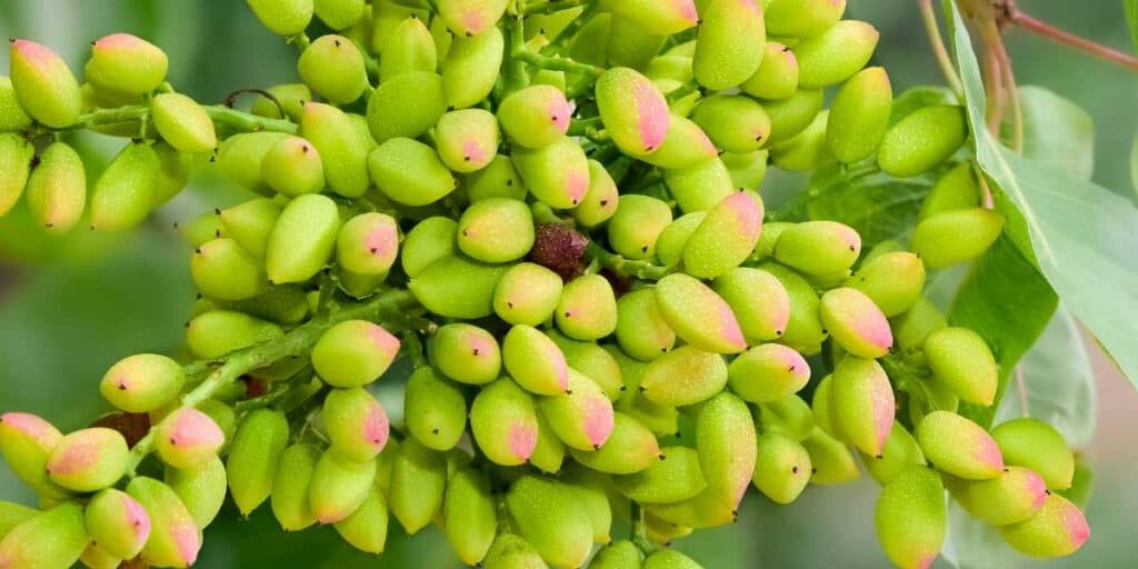 Las etapas Fenológicas del Pistacho