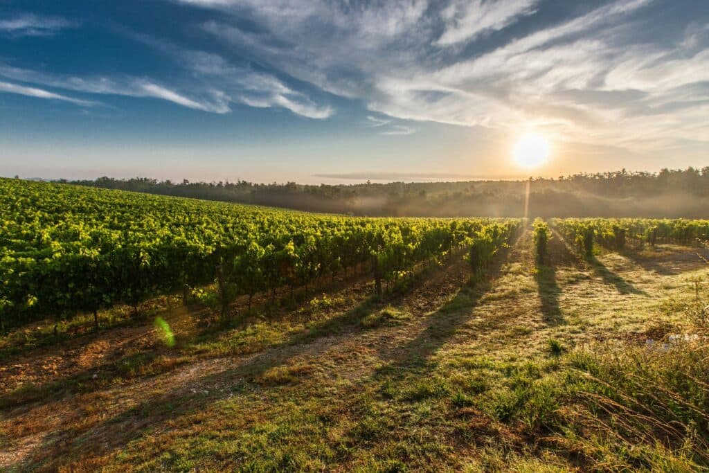 Los Tipos de Suelo en el Agro Mendocino: Claves para una Agricultura Exitosa