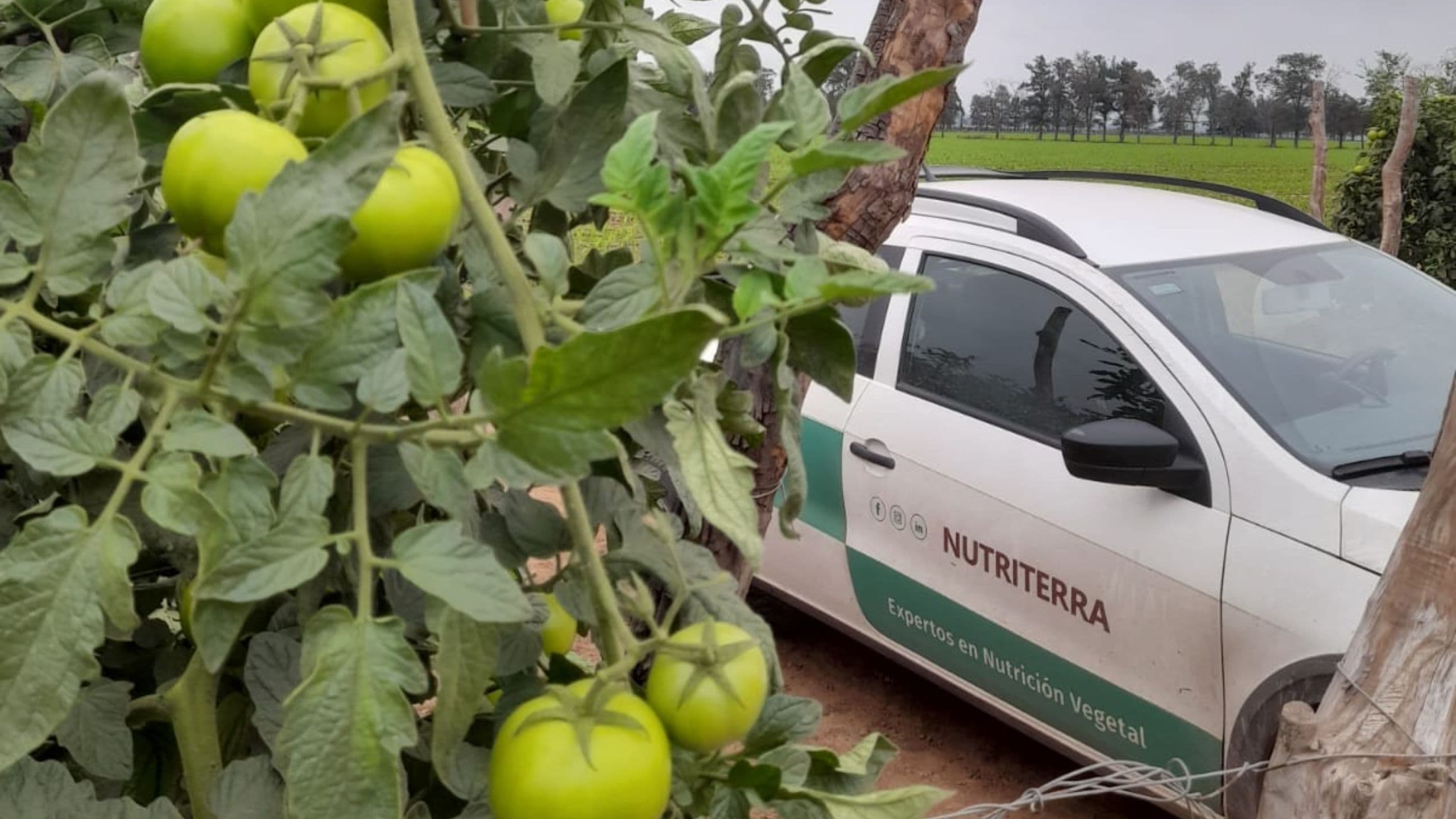 Simplificar la nutrición en cultivos hortícolas del NOA para ganar eficiencia productiva