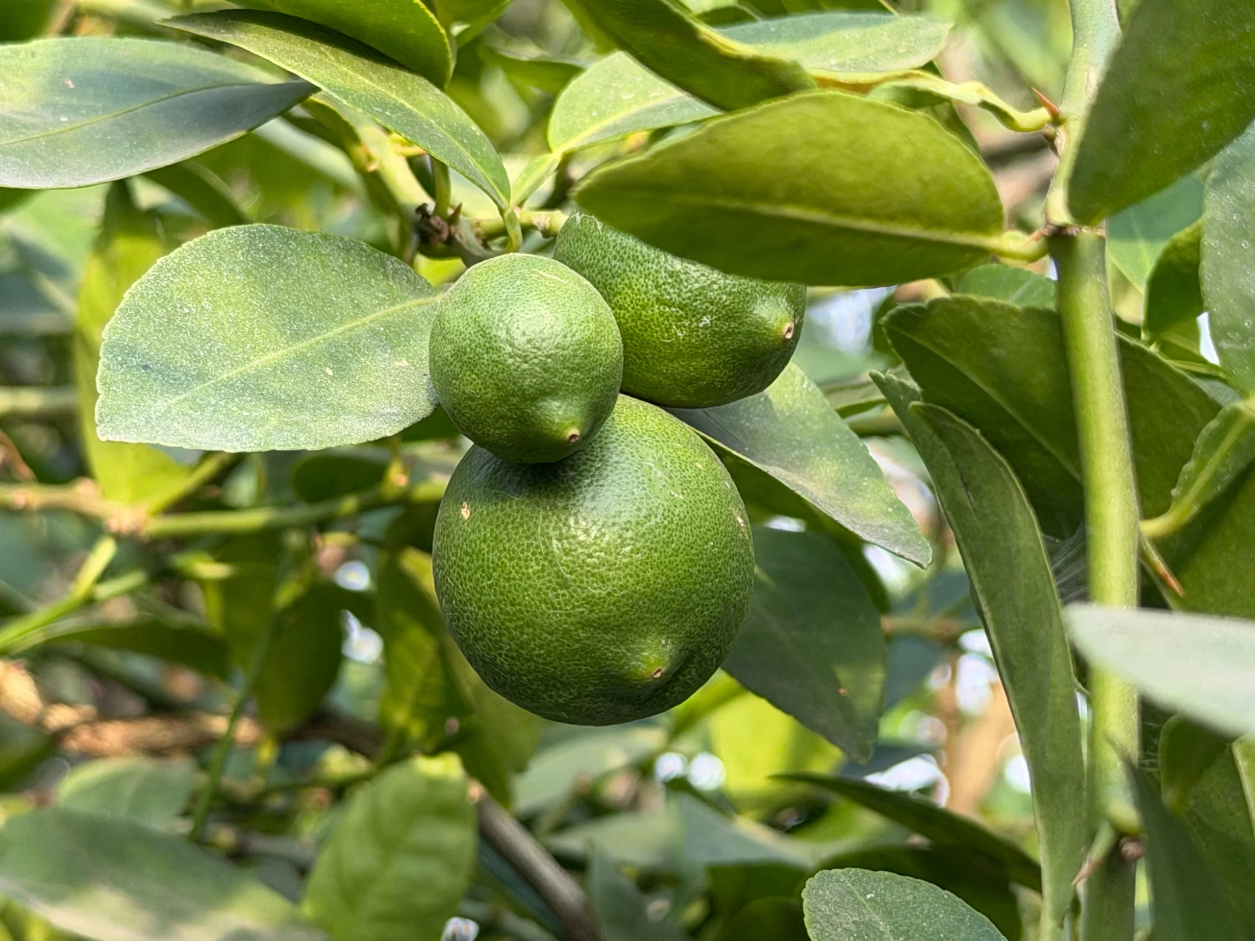 Limón, etapa Crecimiento del fruto