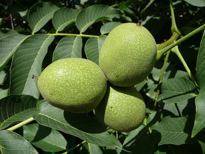 Nogal, etapa Crecimiento del fruto