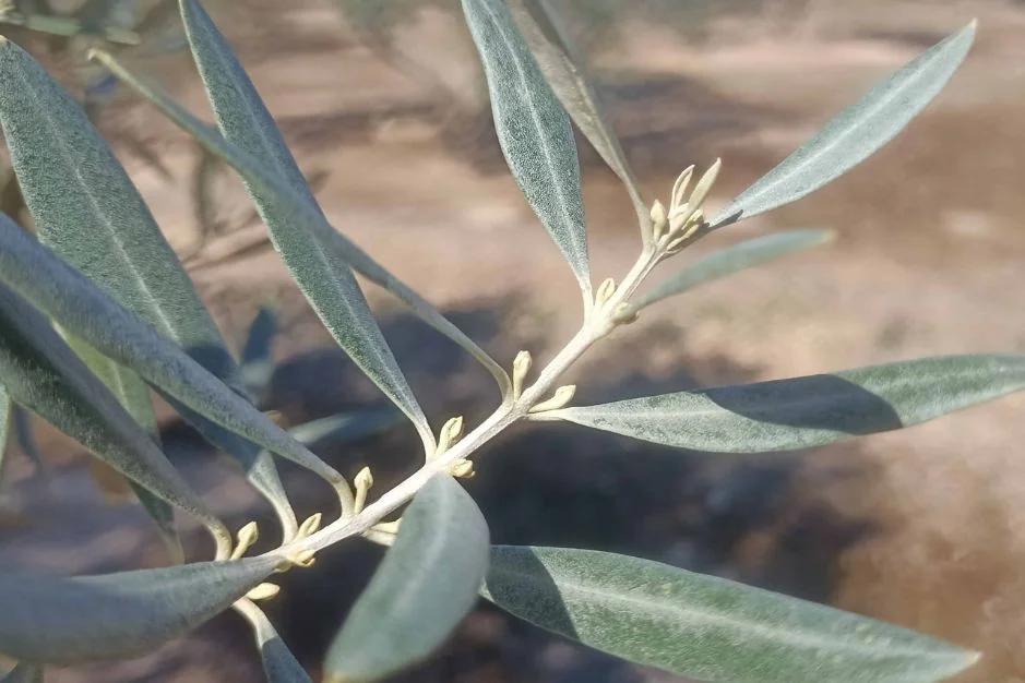 Olivo, etapa Brotación