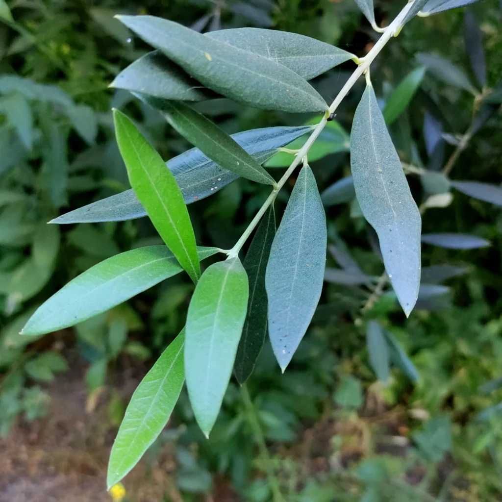 Olivo, etapa Crecimiento vegetativo