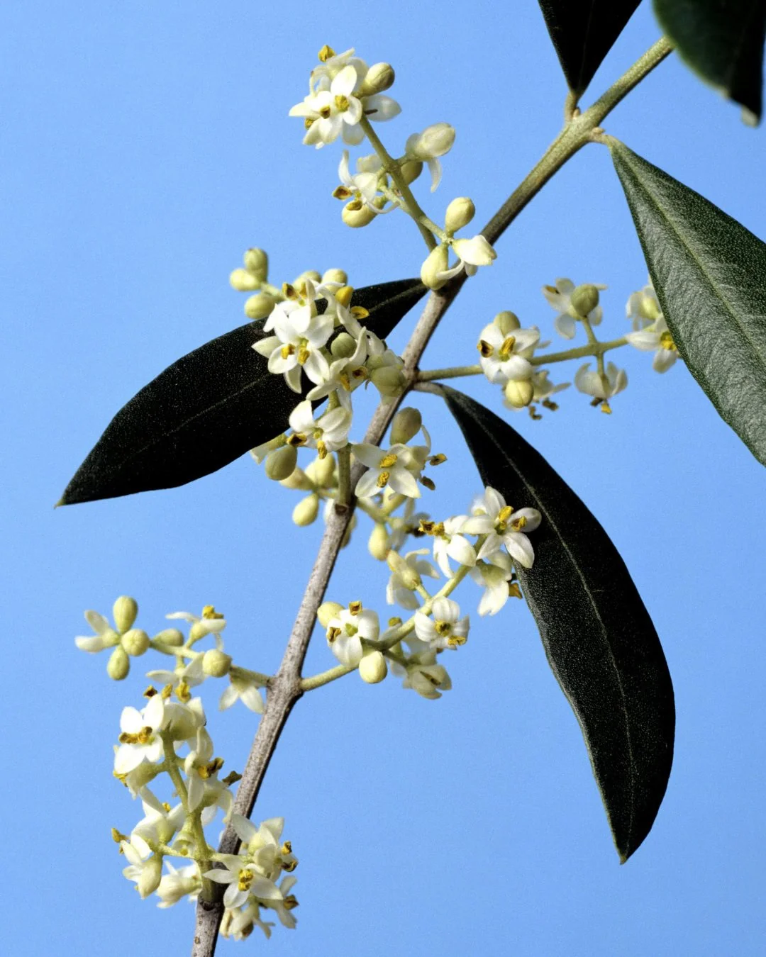 Olivo, etapa Floración