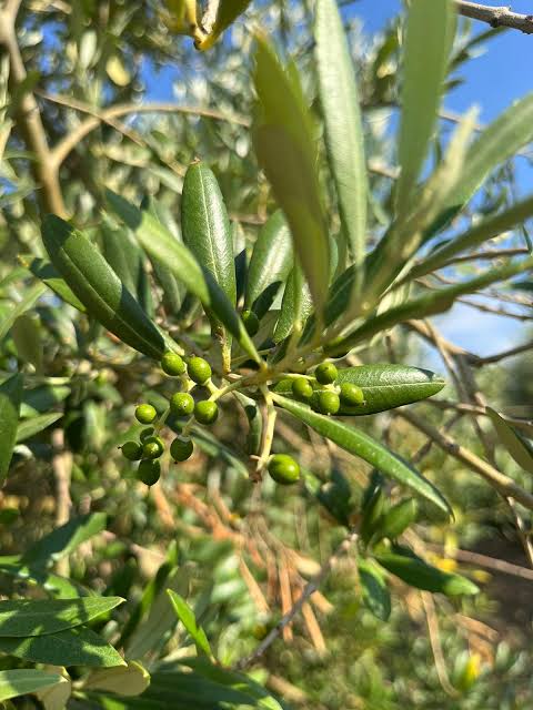 Olivo, etapa Cuajado de frutos