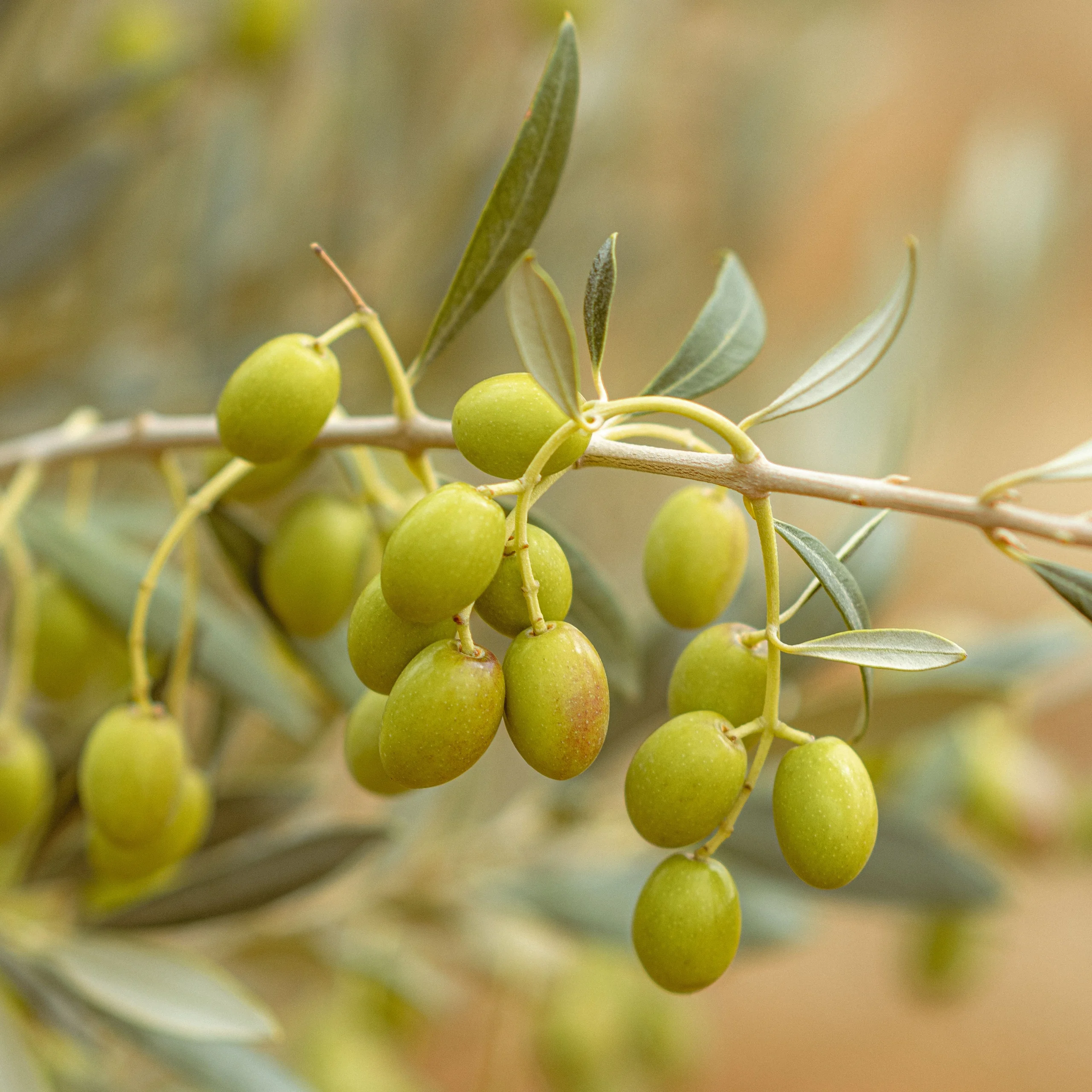 Olivo, etapa Crecimiento del fruto