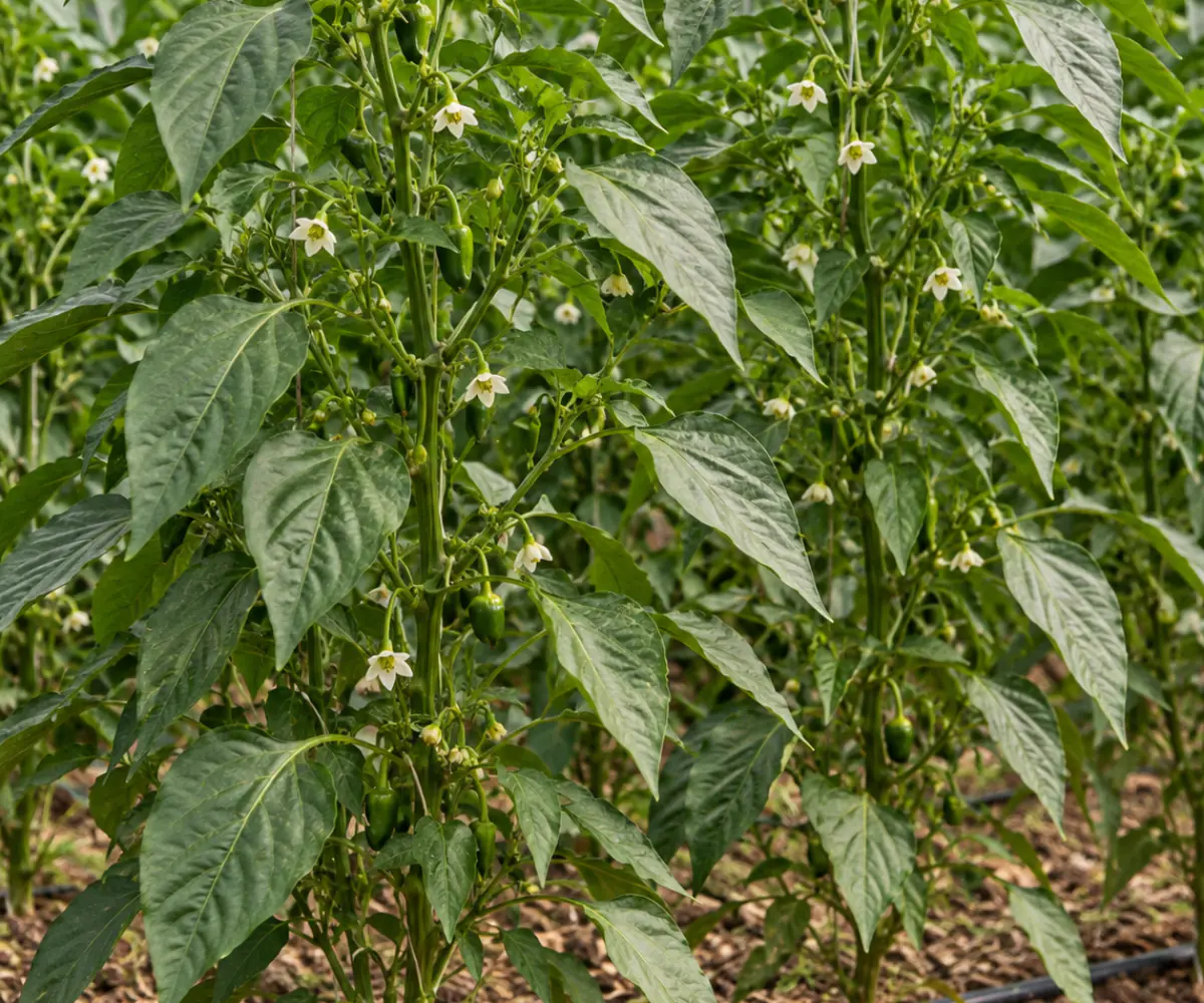Pimiento, etapa Floración y cuaje