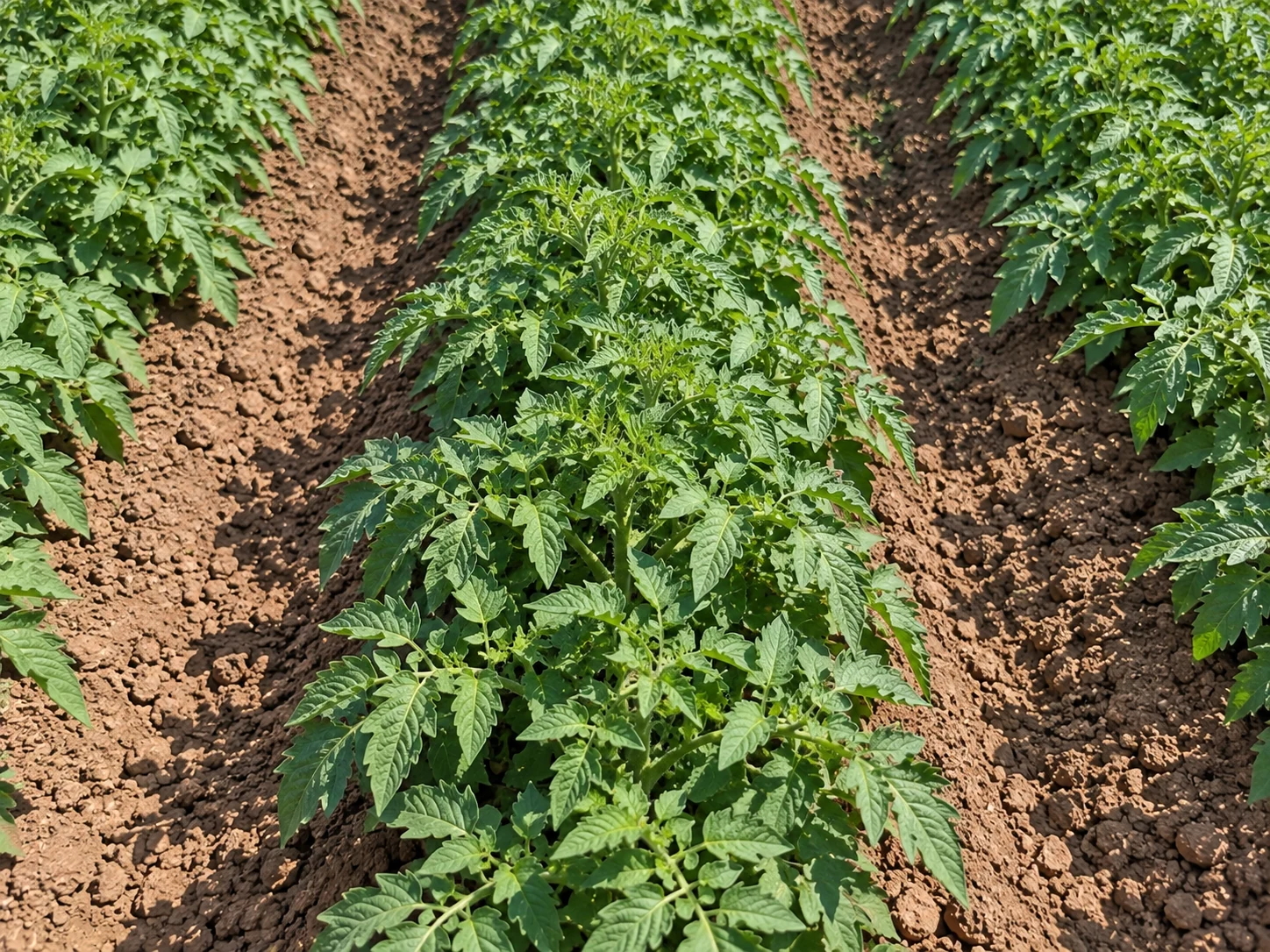 Tomate, etapa Crecimiento vegetativo
