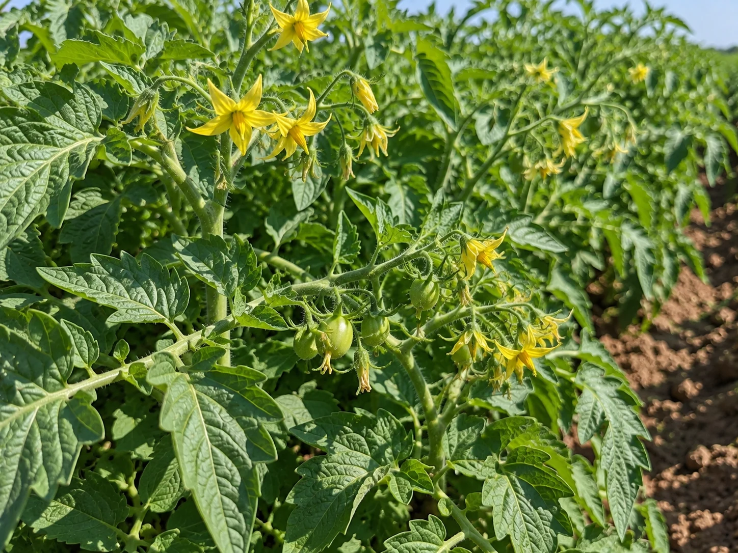 Tomate, etapa Floración y cuaje