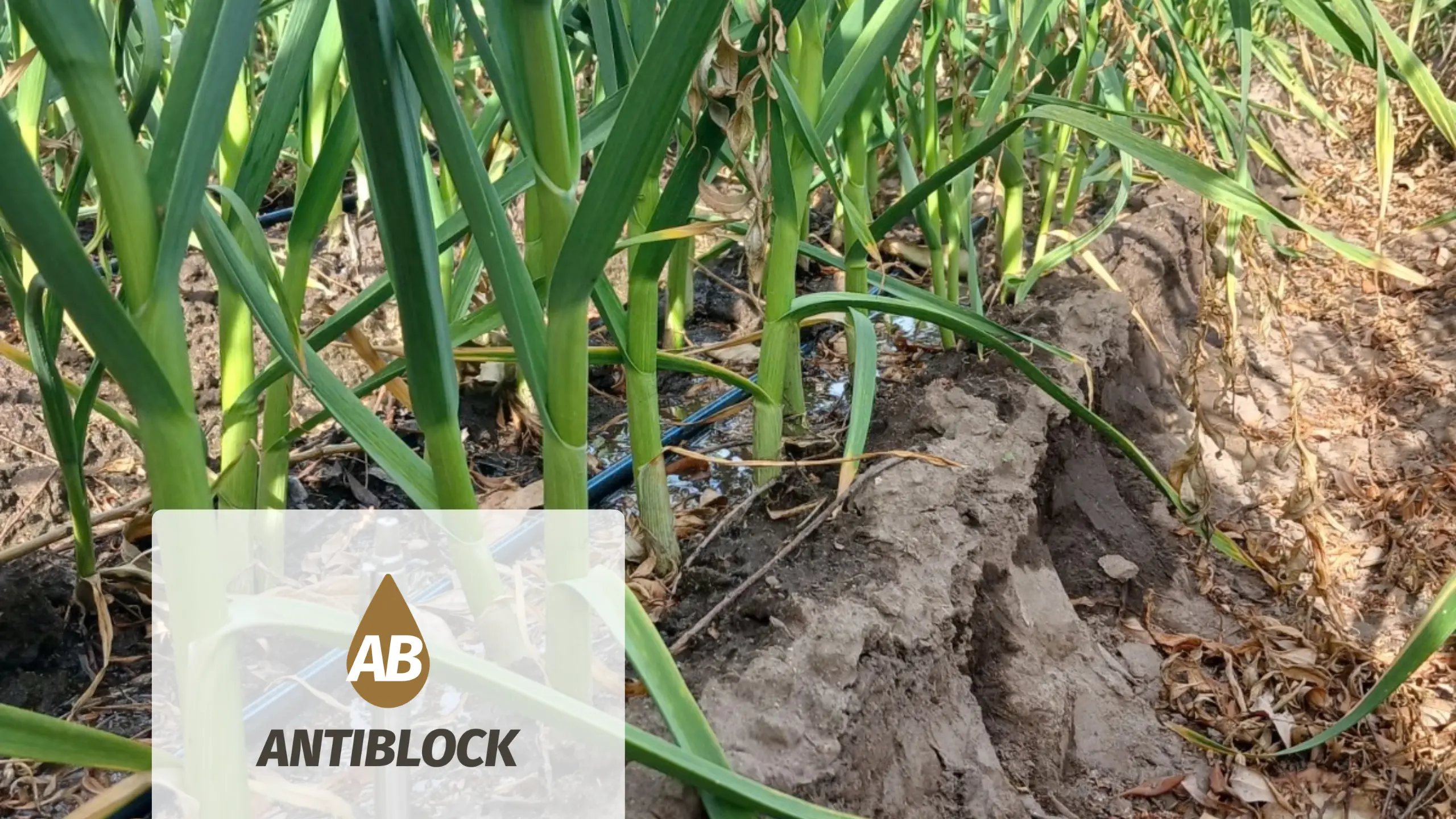 Claves para el mantenimiento del riego por goteo: Cómo evitar obstrucciones y proteger tu inversión