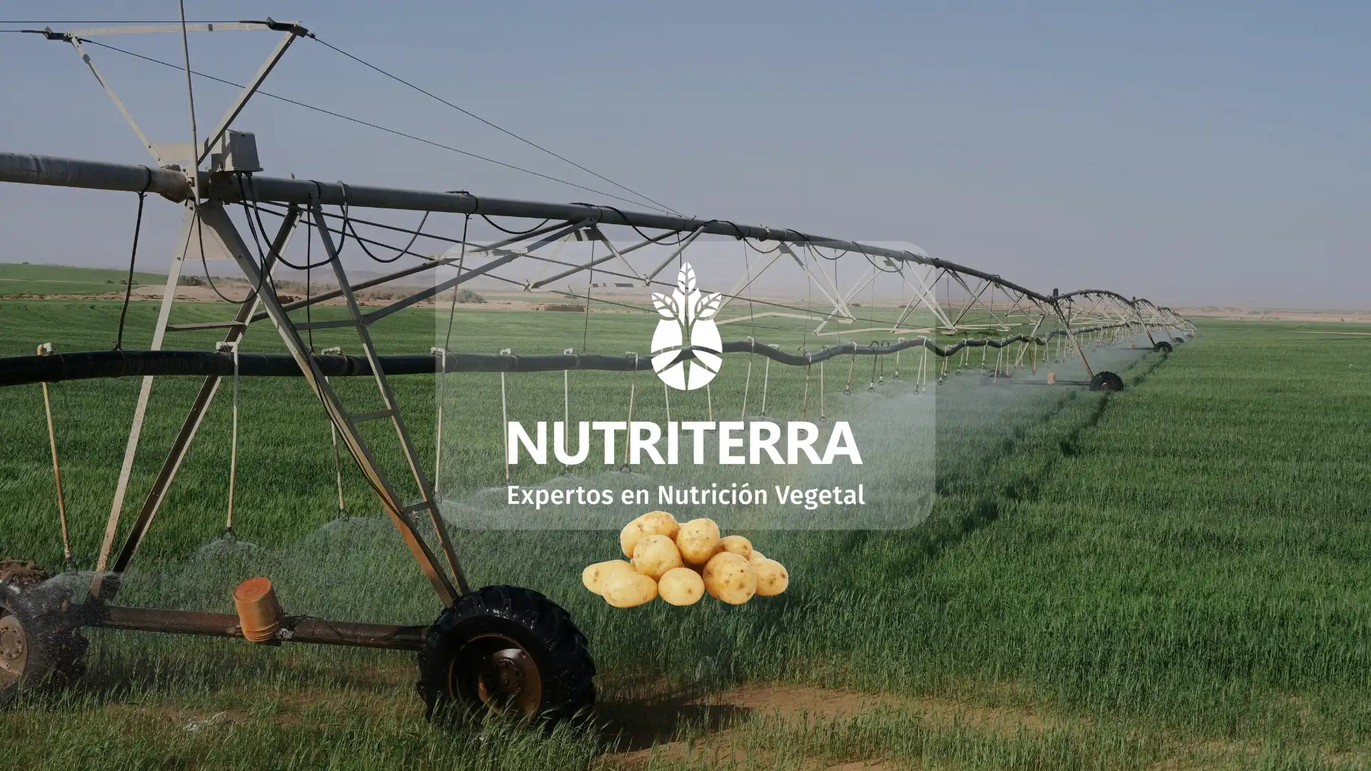 Eficiencia nutricional en papa: la sinergia del fertirriego por pivote y los fertilizantes líquidos a medida