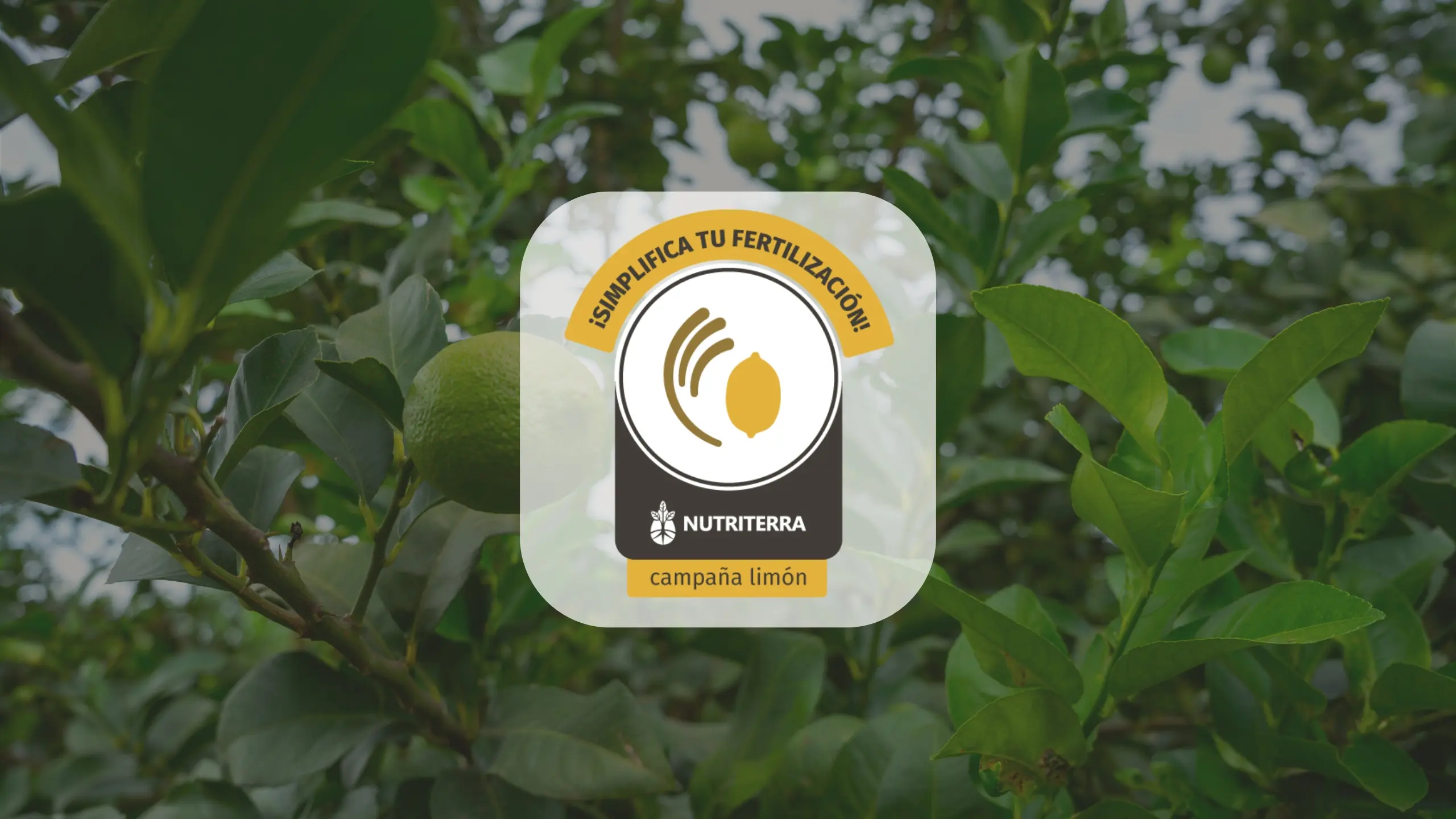 Limón en Tucumán y el NOA — Nutrición de precisión para cítricos