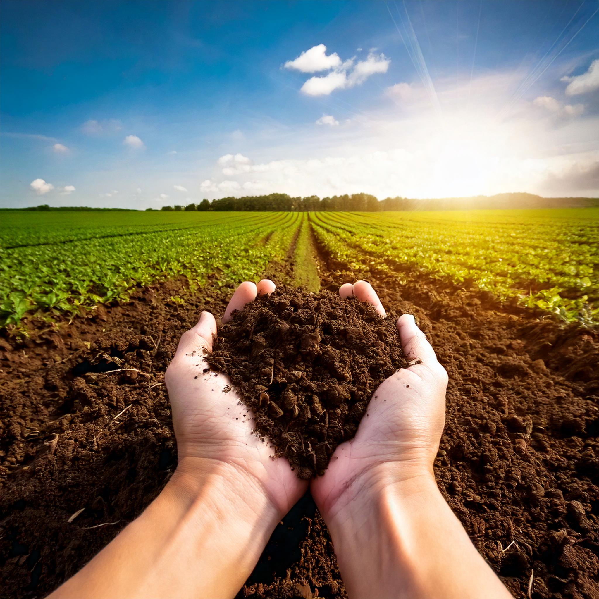 Ácidos Húmicos y Fúlvicos: Qué Son y Qué Aportan a la Agricultura