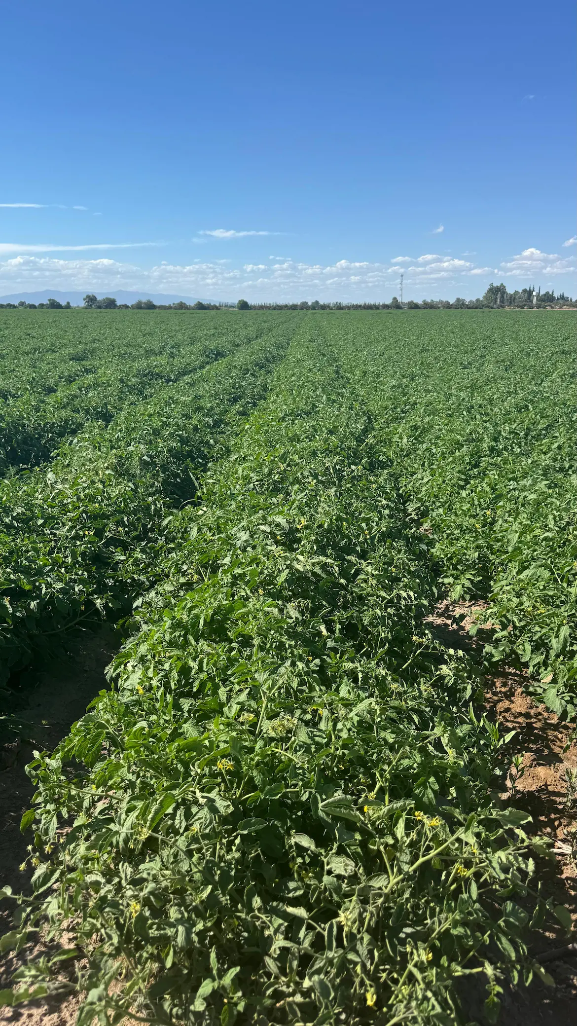 Evaluación de un Sistema de Fertilización Proporcional contra Fertilización Convencional en Tomate Industria (Solanum lycopersicum L.)