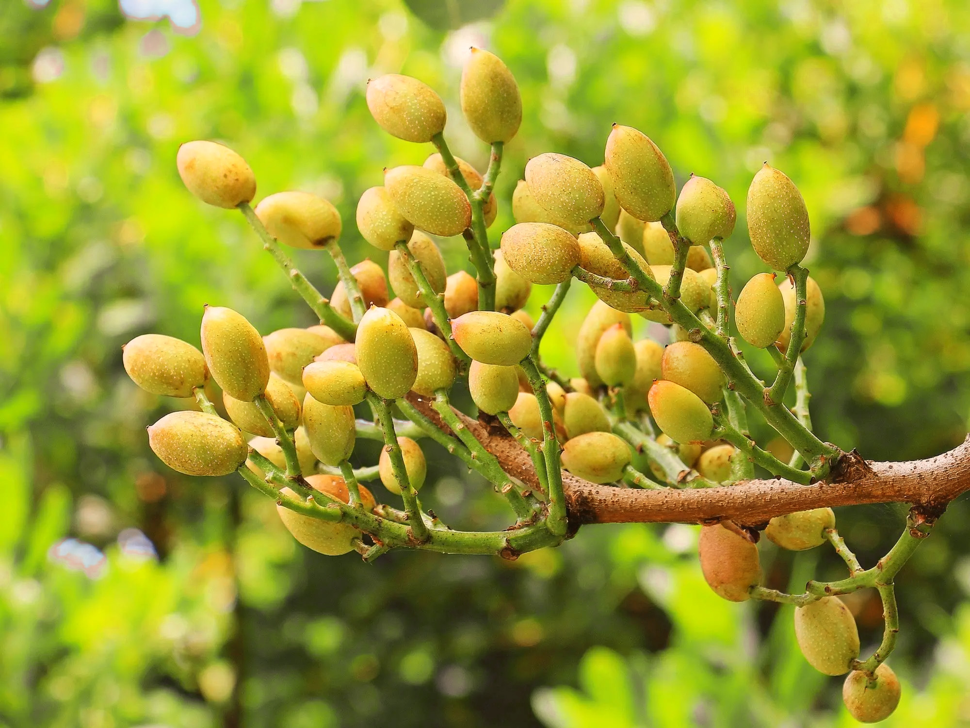 Kelpak® aumenta la producción de pistacho
