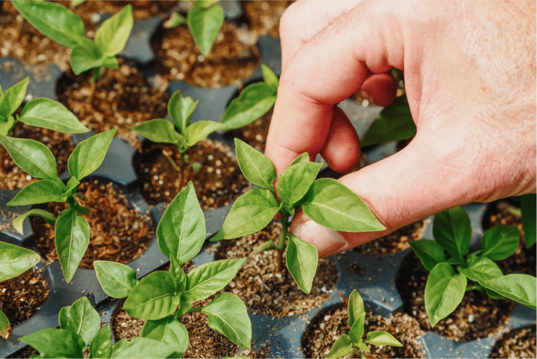 BIOFERTILIZANTES,¿QUÉ SON? – Nutriterra